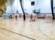Match in giant inflatable balls – Bumper Ball Kraków